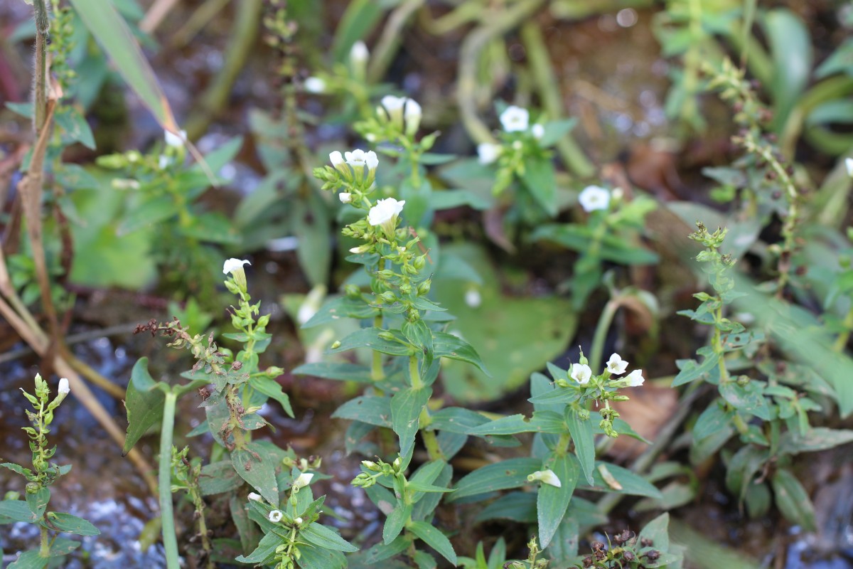 Limnophila heterophylla (Roxb.) Benth.